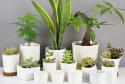 給大家聊一聊花盆如何選擇